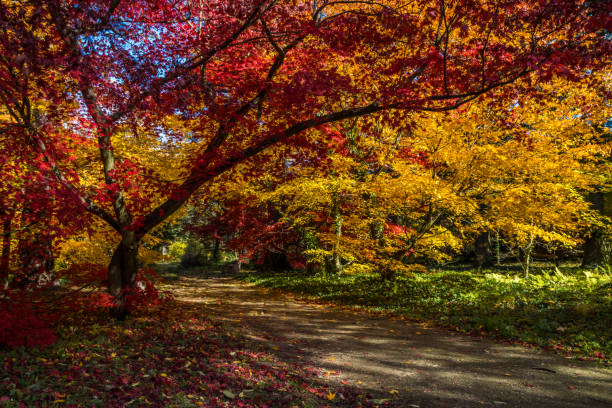 istock Autumn alley in the park 1352823756