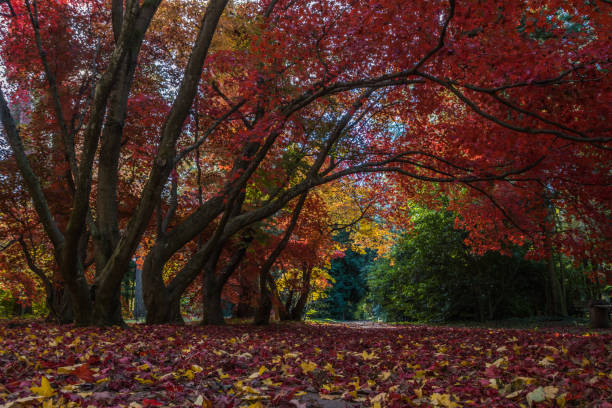 istock Autumn alley in the park 1352823757