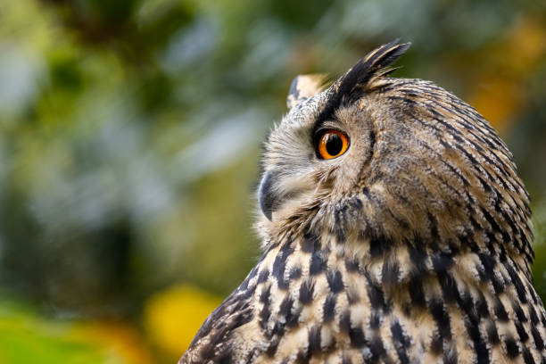 istock Portrait of a Eurasian Eagle-Owl in a tree 1352825115