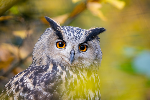 Portrait of a Eurasian Eagle-Owl in a tree