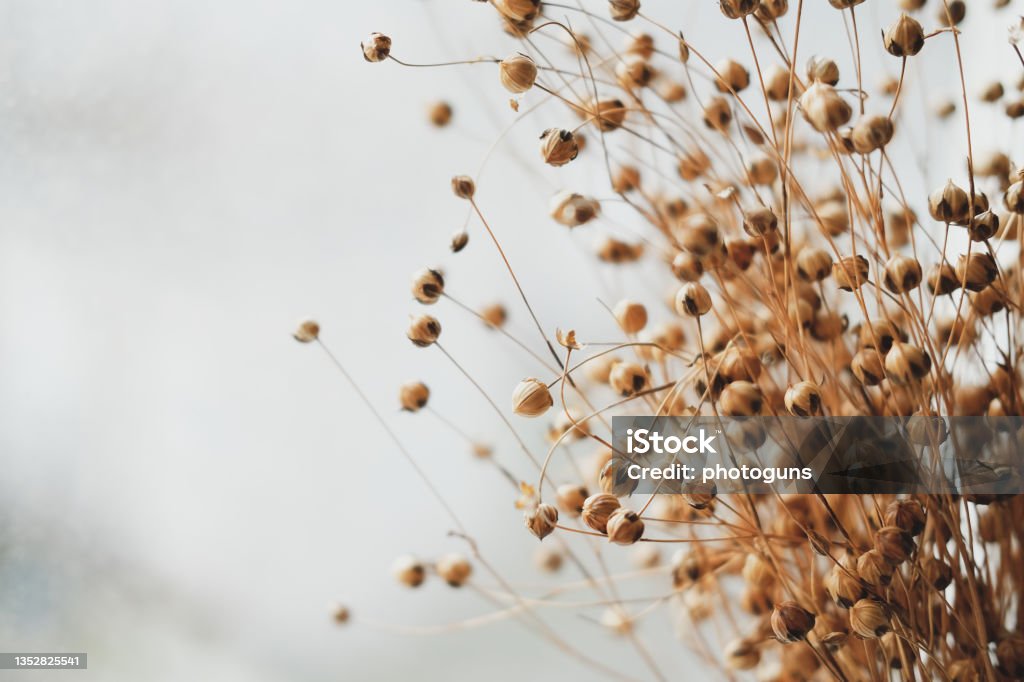 Bunch of dried flax close-up view. Sadness, autumn melancholy, depression concept. Flower Stock Photo