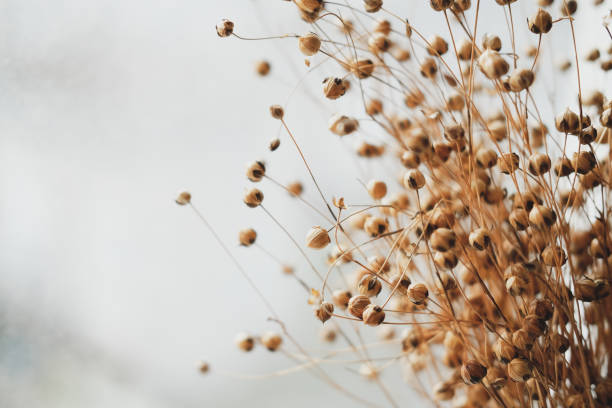 Bunch of dried flax close-up view. Sadness, autumn melancholy, depression concept. Bunch of dried flax close-up view. Sadness, autumn melancholy, depression concept. winter still life stock pictures, royalty-free photos & images