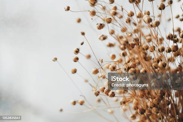 Bunch Of Dried Flax Closeup View Sadness Autumn Melancholy Depression Concept Stock Photo - Download Image Now
