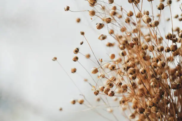 Photo of Bunch of dried flax close-up view. Sadness, autumn melancholy, depression concept.