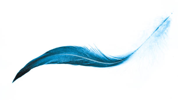 istock blue feathers isolated on a white background 1352825684