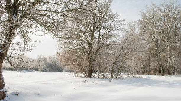 istock Ice, trees covered with ice and meadow. 1352826396
