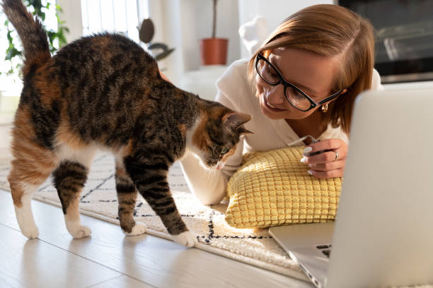 istock Full Length Of Cat Looking Away 1352826636