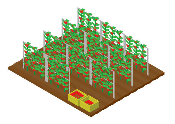illustrations, cliparts, dessins animés et icônes de récolte isométrique des champs de tomates - plowed field field fruit vegetable