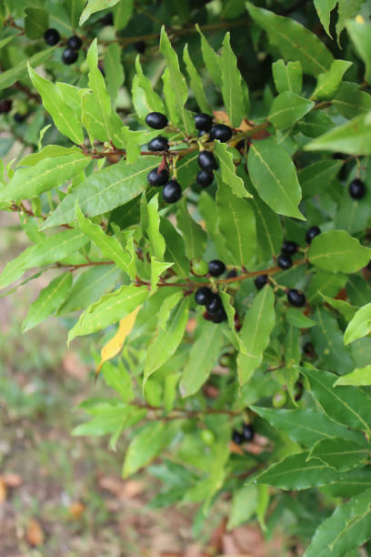 istock Laurel bush with ripe black berries on branches 1352829665