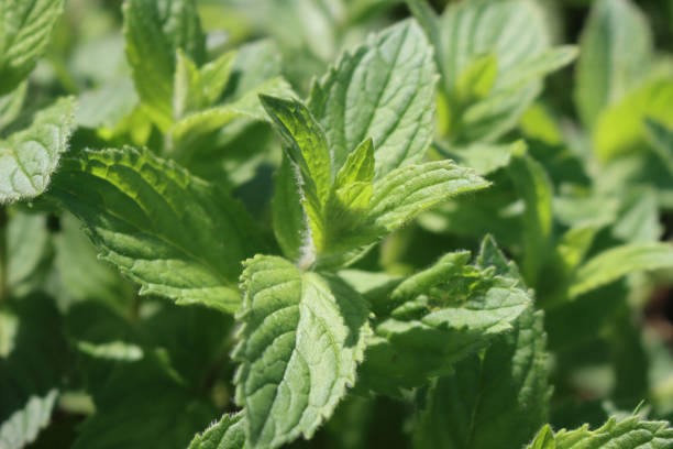 istock Close-up of green Mint plant under sunlight 1352829720