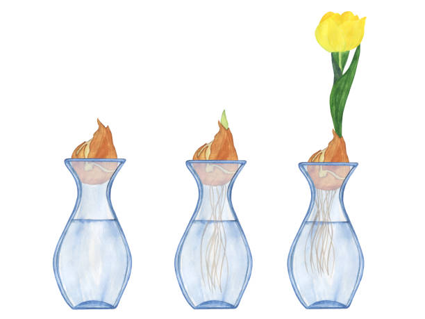 tulpenzwiebel in vase auf weißem hintergrund isoliert. aquarell handzeichnung illustration. anbau gelbe frühlingszwiebelblume. - tulpenzwiebel stock-grafiken, -clipart, -cartoons und -symbole