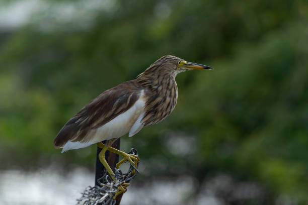 Indian pond heron ardeola grayii grayii.