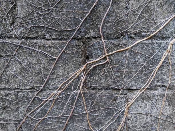 istock Root of the old tree on the wall 1352830731