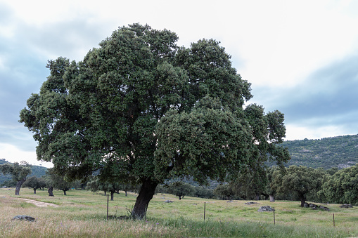 Holm oak isolated on natural background in the meadow