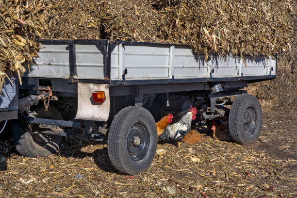 istock Rooster and chickens under the trailer 1352832130