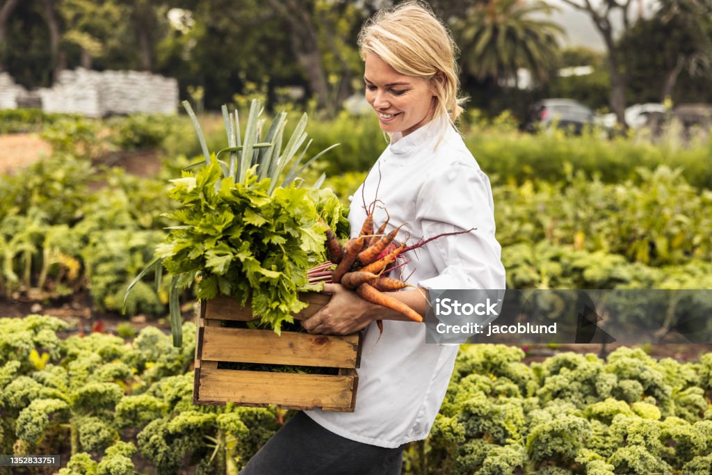 Cheerful female chef carrying fresh vegetables on a farm Cheerful young chef carrying a crate full of freshly picked vegetables on an organic farm. Self-sustainable female chef leaving an agricultural field with a variety of fresh produce. Farm-To-Table Stock Photo