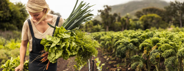 幸せな女性農家は、彼女の農場で摘み取りたての野菜を保持しています - farm worker ストックフォトと画像