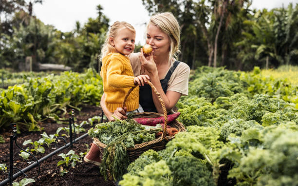 신선한 채소를 모으는 쾌활한 어머니와 딸 - vegetable garden organic gardening vegetable 뉴스 사진 이미지