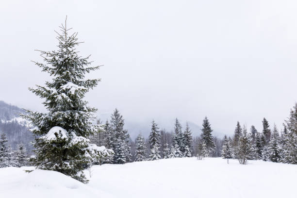 istock Harsh winter landscape beautiful snowy fir trees 1352840730