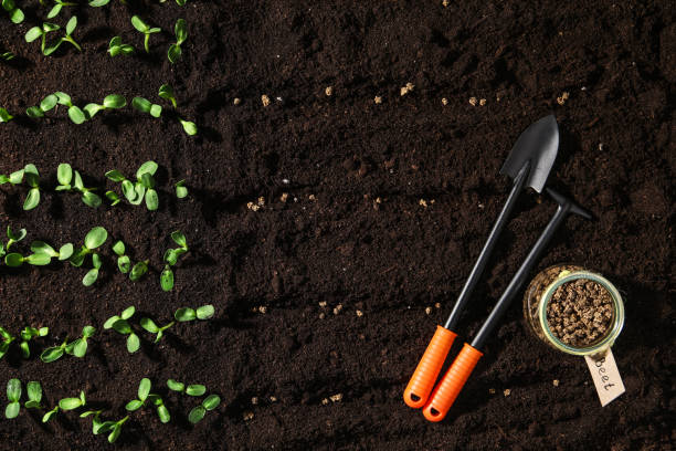 istock Gardening tools, beet seeds on fertile soil, flat lay. Vegetable growing 1352843051