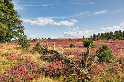 The heath blossom in the Lüneburg Heath near Undeloh