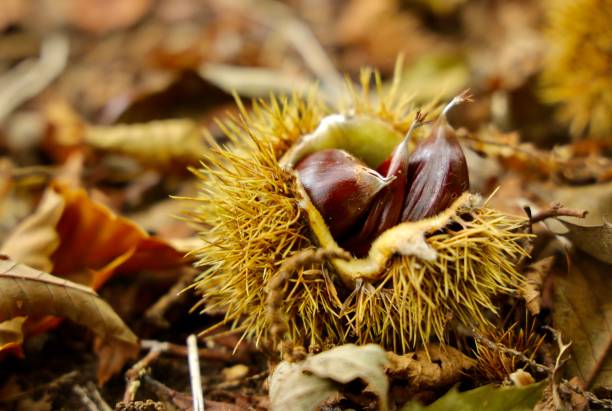 istock Sweet chestnut fruits on the ground 1352844178