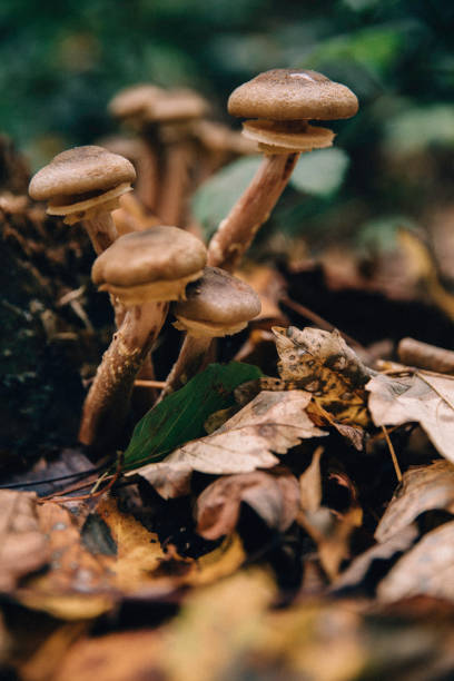 istock Beautiful forest brown mushrooms 1352844225