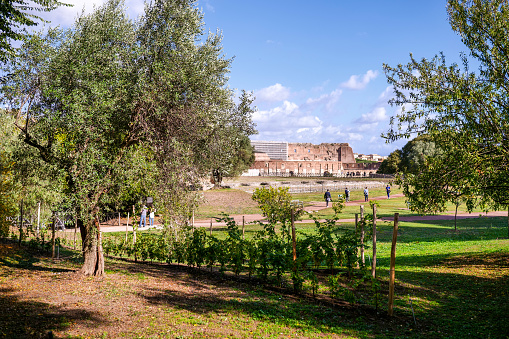 The centuries-old olive trees among the ruins of Ancient Rome on the Palatine Hill