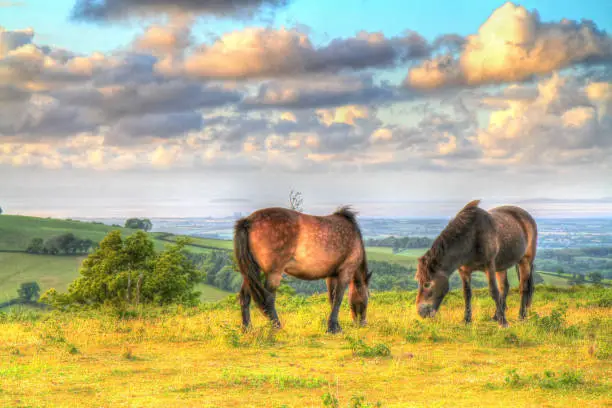 Exmoor ponies Quantock Hills Somerset England UK colourful hdr