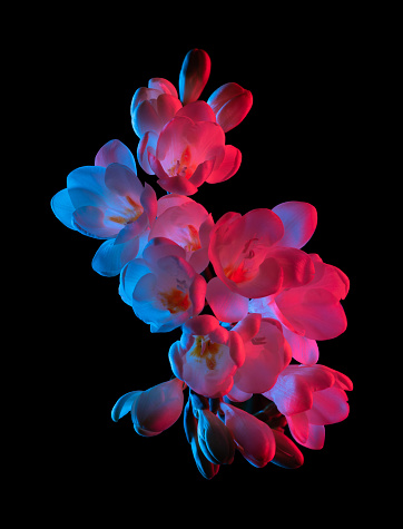 White Freesia flowers blooming, pink and blue neon light, top view. Isolated on black background.