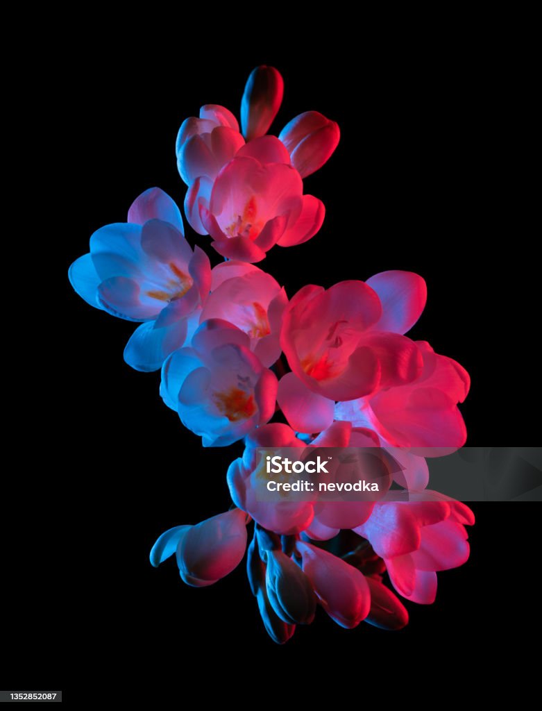 White Freesia flowers blooming, pink and blue neon light, isolated White Freesia flowers blooming, pink and blue neon light, top view. Isolated on black background. Flower Stock Photo