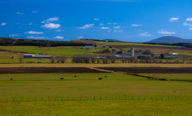 paisaje campesivo con granja y vacas - cattle cow hill quebec fotografías e imágenes de stock