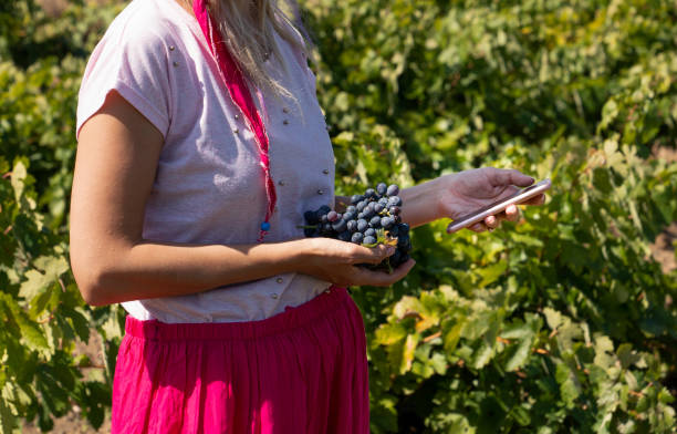 istock Woman getting information on her mobile phone during harvest time in grape field. 1352852125