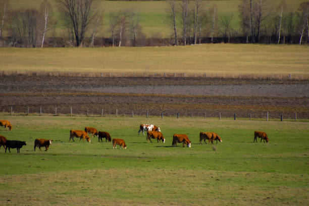 paisaje campesivo con granja y vacas - cattle cow hill quebec fotografías e imágenes de stock