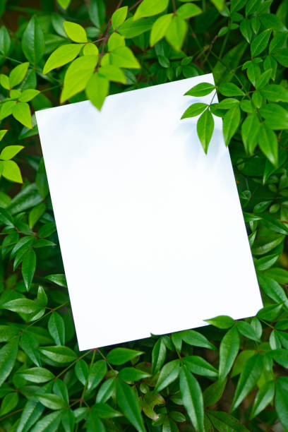 istock Green nature and card Mock-up 1352852242