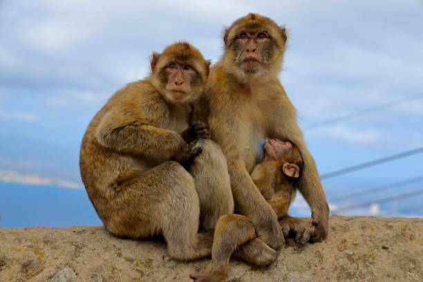 primo piano di un macaco selvatico o di una famiglia di scimmie di gibilterra sulla roccia. - bertuccia di gibilterra foto e immagini stock