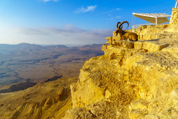 Nubian ibex, and the landscape of Makhtesh (crater) Ramon