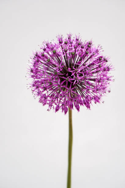 Abstract view of a flower in bloom in springtime