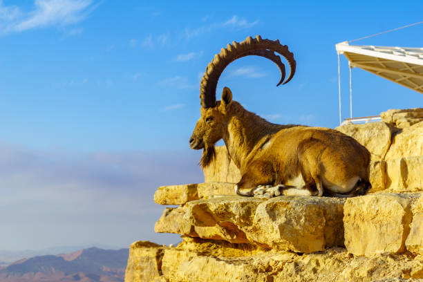 istock Nubian ibex, and the landscape of Makhtesh (crater) Ramon 1352855377