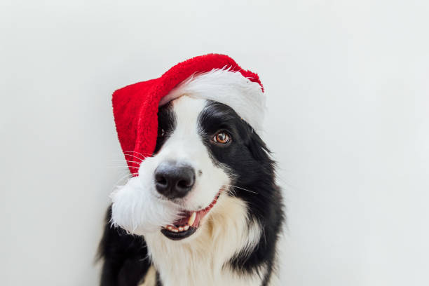 забавный портрет милого улыбающегося щенка бордер-колли в рождественском костюме красного деда мороза, изолированного на белом фоне. подг� - santa dog стоковые фото и изображения