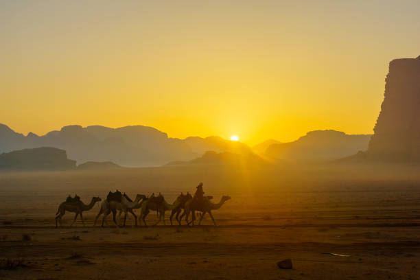 camelcade o wschodzie słońca w pustynnym parku wadi rum - jordan camel wadi rum arabia zdjęcia i obrazy z banku zdjęć
