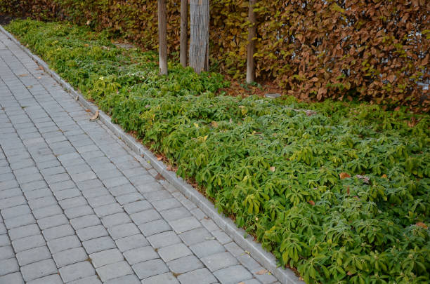 istock It grows its roots to the sides so it can create a continuous, very elegant looking rug. replace the lawn under the trees, such as dense evergreen undergrowth. sidewalk, hornbeam hedge 1352857968