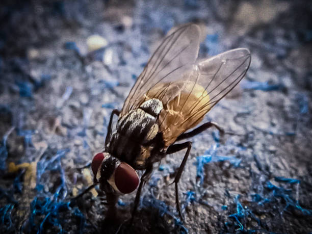 black fly black fly is perching on the blue carpet black fly stock pictures, royalty-free photos & images