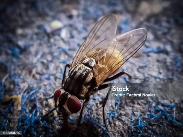 Black Fly Stock Photo - Download Image Now - Black Fly, Animal, Animal Body Part