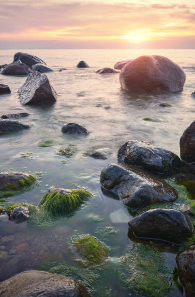 istock Rocky Baltic Sea beach at sunset. 1352858788