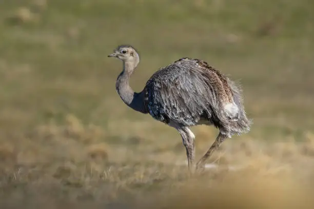 Lesser rhea.Patagonia Argentina