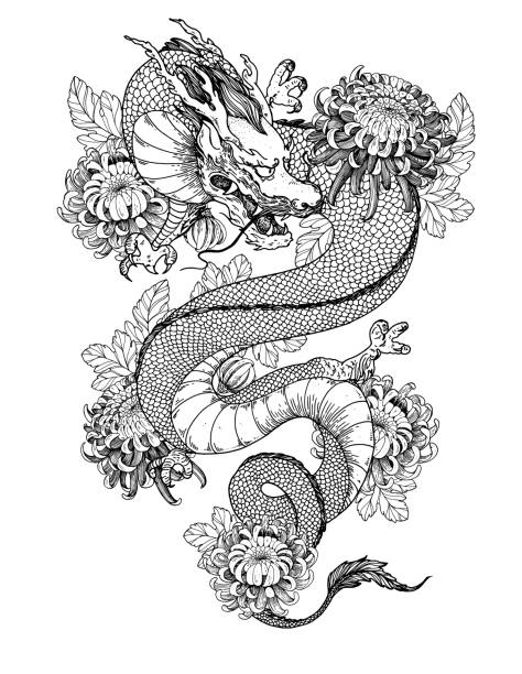 Chinese dragon with chrysanthemum flowers hand drawn vector illustration. Tattoo print. Hand drawn sketch illustration for t-shirt print, fabric and other uses. Chinese dragon with chrysanthemum flowers hand drawn vector illustration. Tattoo print. Hand drawn sketch illustration for t-shirt print, fabric and other uses. dragon tattoos stock illustrations