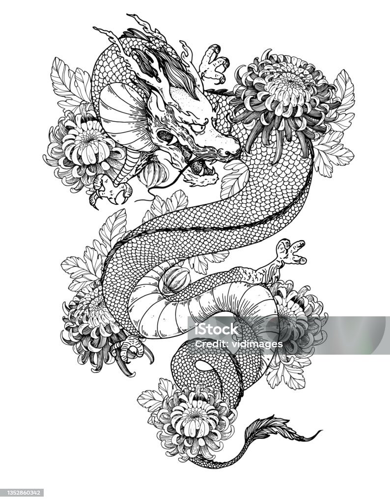 Rồng Trung Quốc Với Hoa Cúc Vẽ Tay Vector Minh Họa In Hình Xăm Vẽ ...