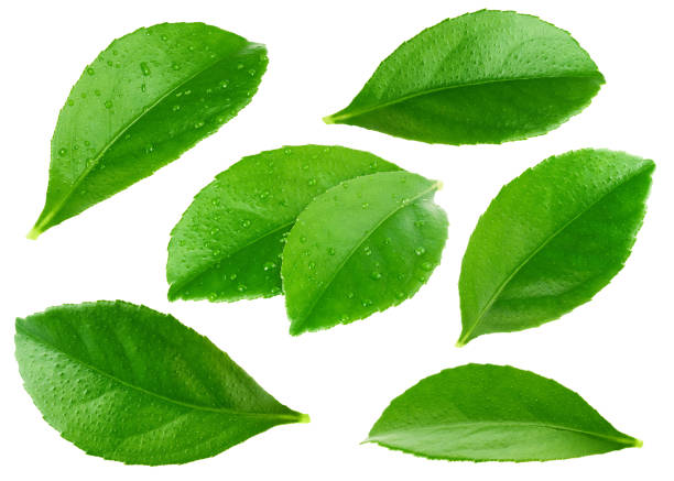 istock Fresh citrus green leaves isolated on white background 1352860616