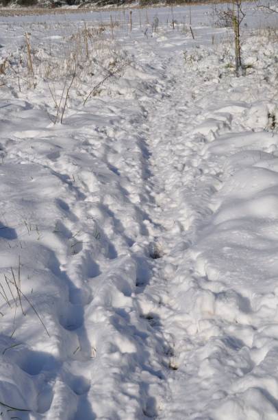 istock Garden under the snow in Brittany 1352860706